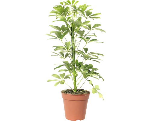 Parapluboom FloraSelf Schefflera arboricola 'Nora' H 45-55 cm Ø 13 cm pot