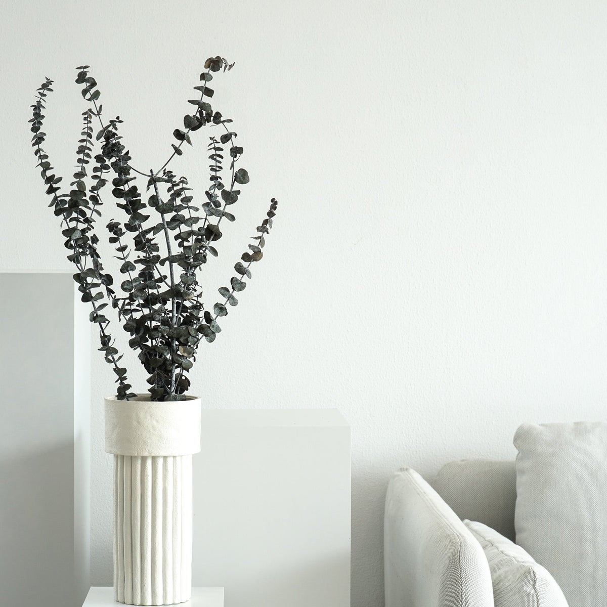 Eucalyptus Baby - 3-4 stengels