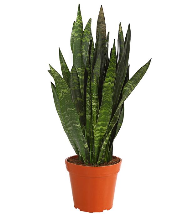 Bogenhanf - Sansevieria 'Black Coral'