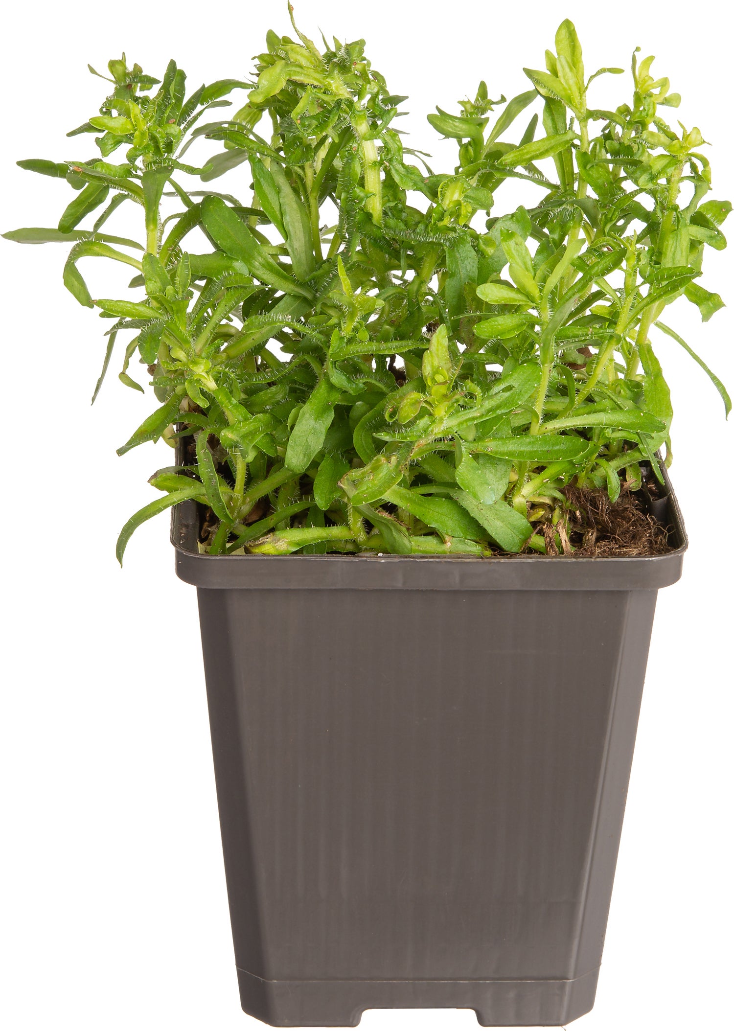 Zandblauwtje (Jasione laevis 'Blaulicht') D 9 H 10 cm