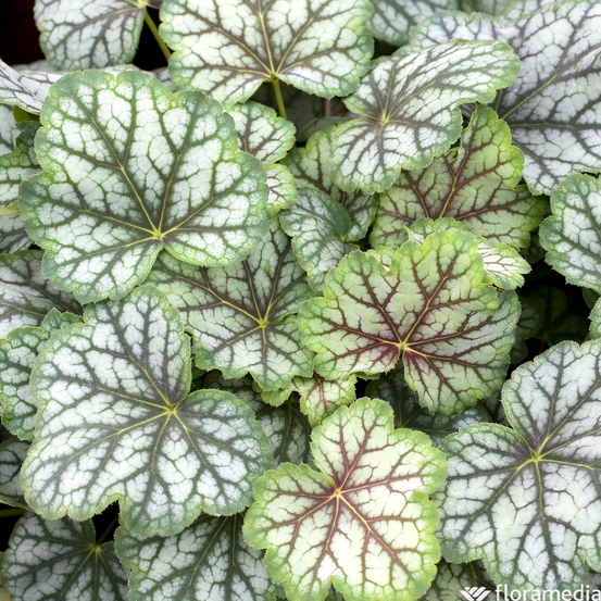 Heuchera : conteneur de 1 Litre couleur