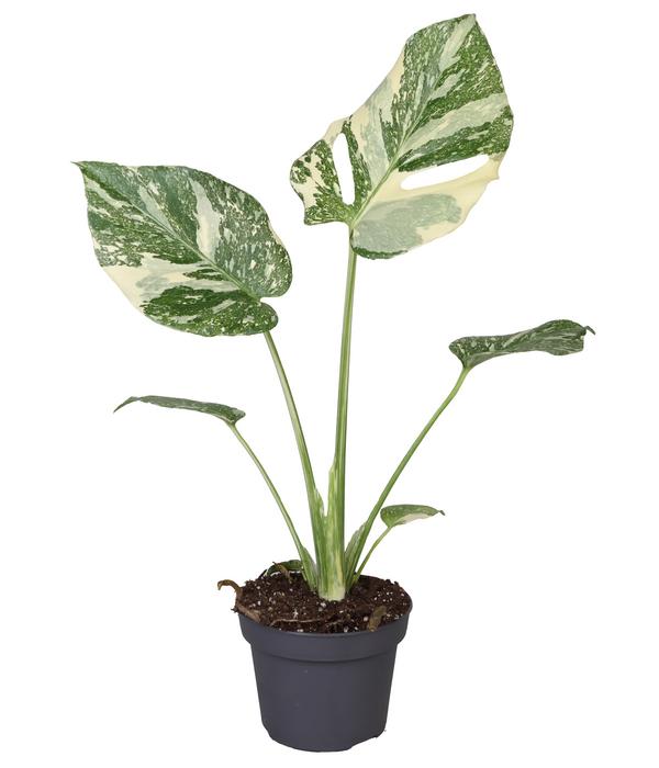 Fensterblatt - Monstera 'Creme Brulée'