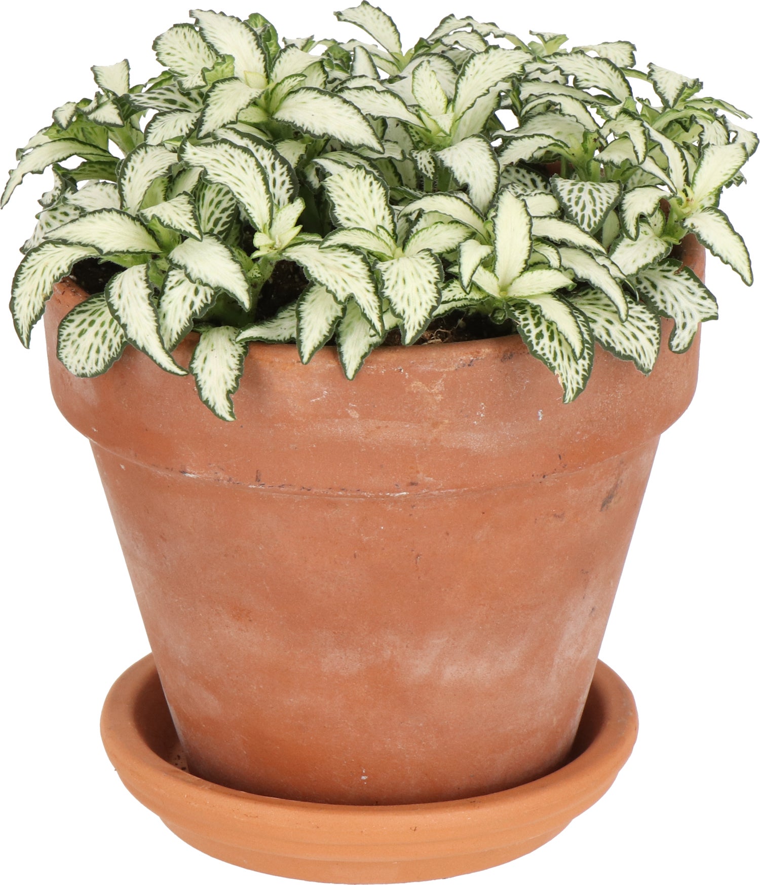 Mozaiekplant (Fittonia 'White Forest Flame') D 12 H 18 cm