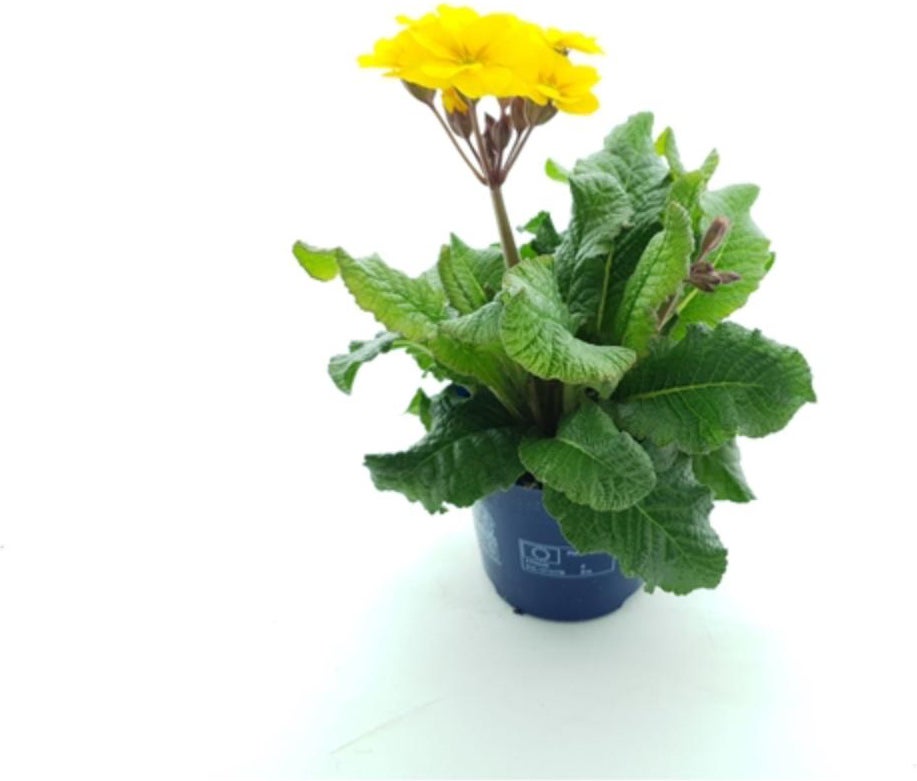 Sleutelbloem (Primula elatior 'Stella Gold') D 12 H 25 cm
