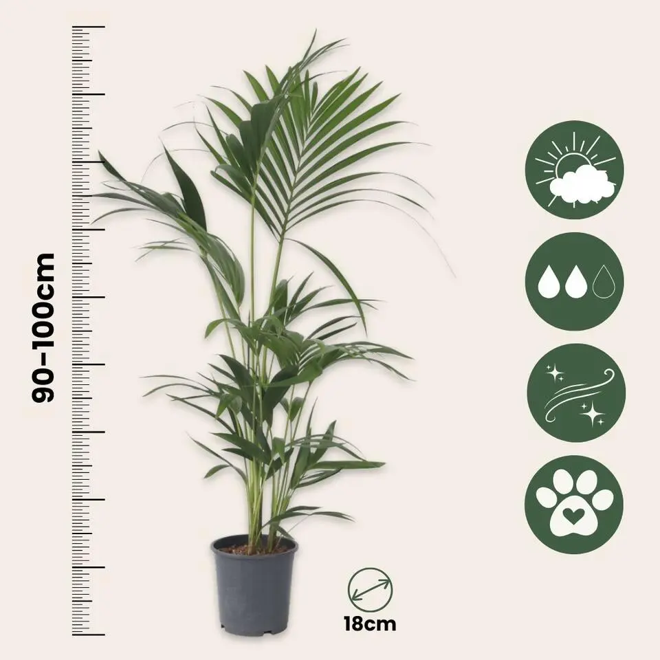 Kentiapalm - Set van 2 - Howea forsteriana - Hoogte 90-100cm - ⌀18cm