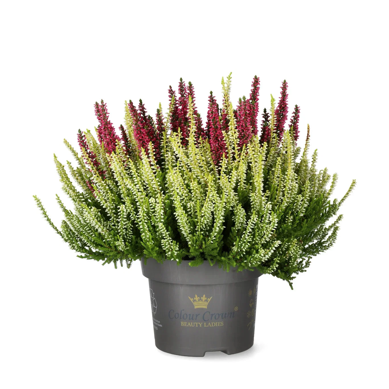 Calluna vulgaris (Beauty Ladies Series) 'Colour Crown' Røsslyng BEAUTY LADIES 'Color Crown' i skål Ø12 cm