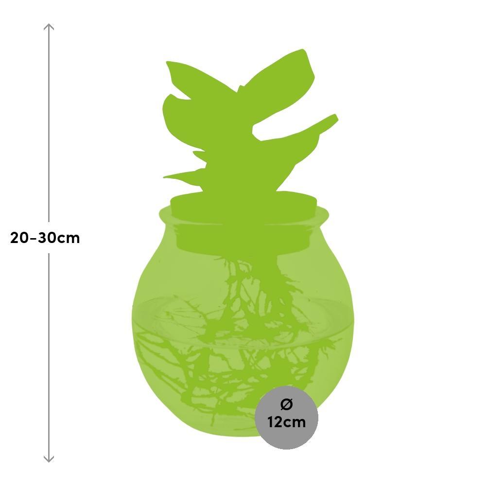 Plante d'intérieur - clusia rosea princess en hydroculture 30cm