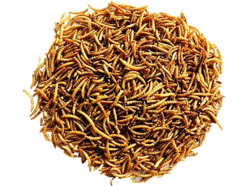 Versele Laga Vogelfutter Getrocknete Mehlwürmer, 300g Proteinreicher Leckerbissen für Gartenvögel