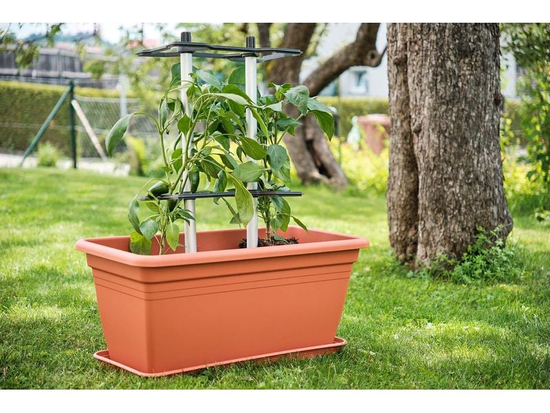 Gusta Garden CHILI BUDDY Rankhilfe für Chilis & Paprika Sil Rankhilfe wächst mit Ihren Pflanzen