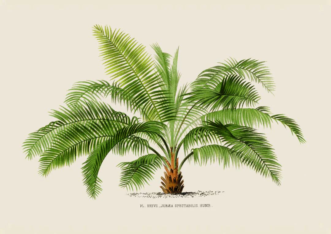 Jubaea Spectabilis Palm Tree Kunstdruck