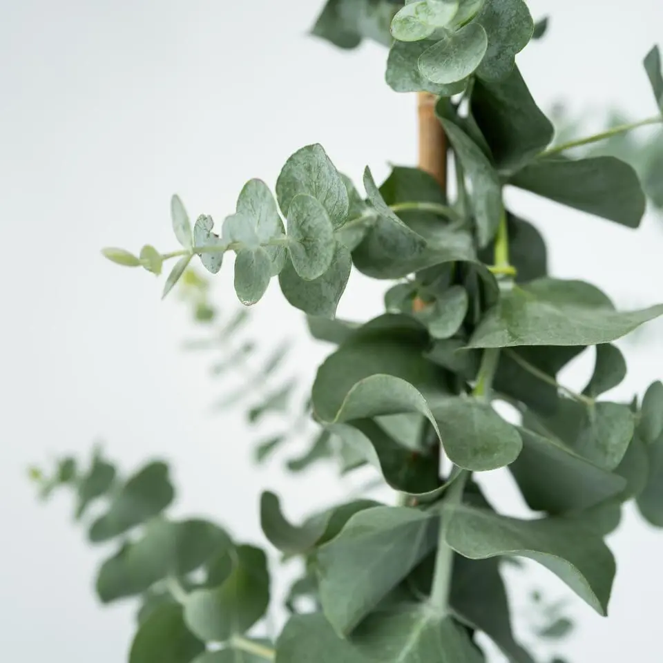 Zilvereucalyptus - Set van 2 - Eucalyptus - Hoogte 90-110cm - ⌀19cm
