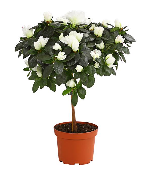 Zimmerazalee - Rhododendron simsii,