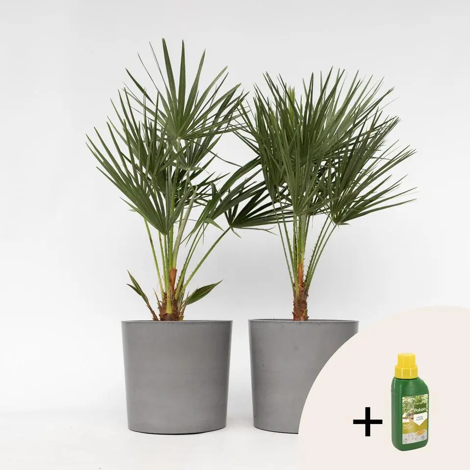 Dwergpalm - Set van 2 - Chamaerops humilis - Hoogte 70-80cm - ⌀21cm