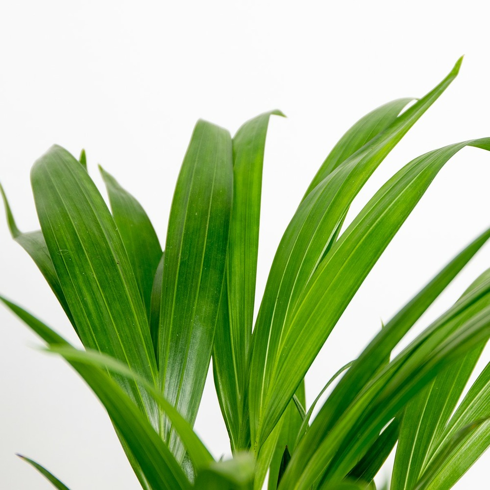 Dypsis lutescens incl. Panier en jute - gold palm - ⌀20 cm - ↕90-100 cm