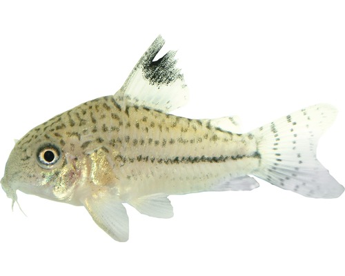 Luipaardmeerval - Corydoras julii (trilineatus)