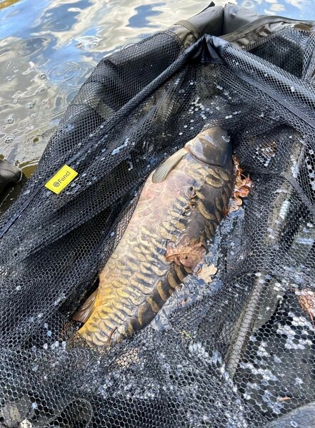 Épuisette carpe Fencl Carp Classic 42