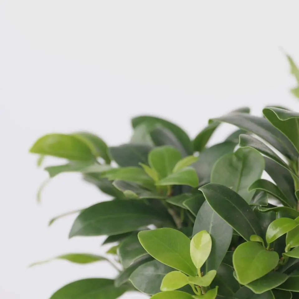 Chinese vijg - Set van 4 - Ficus microcarpa - Hoogte 30-40cm - ⌀12cm