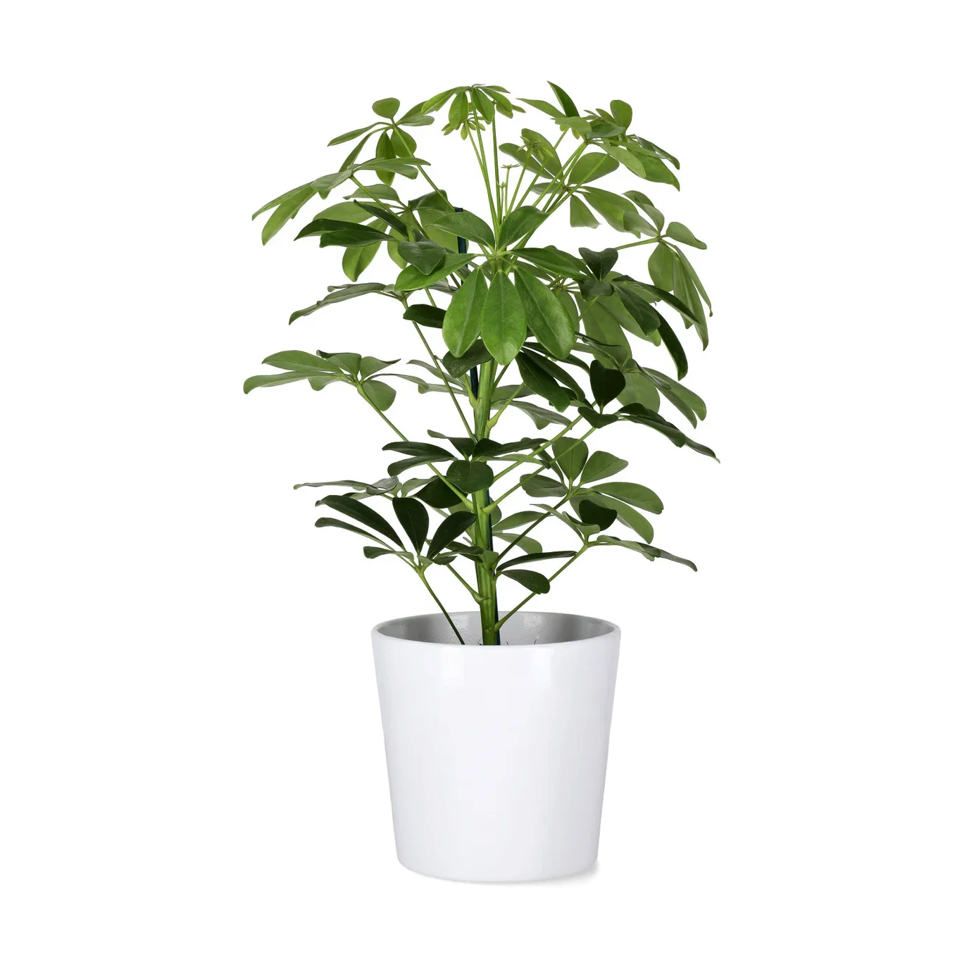 Schefflera arboricola 'Nora' Paraplytre ‘Nora’ Høyde 40 cm