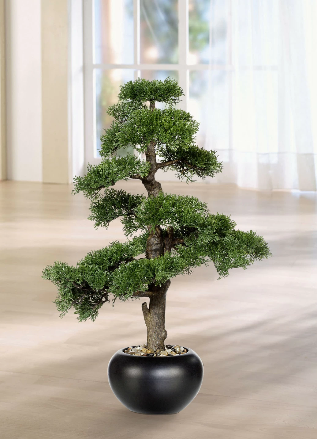 70 cm hoher Zeder-Bonsai