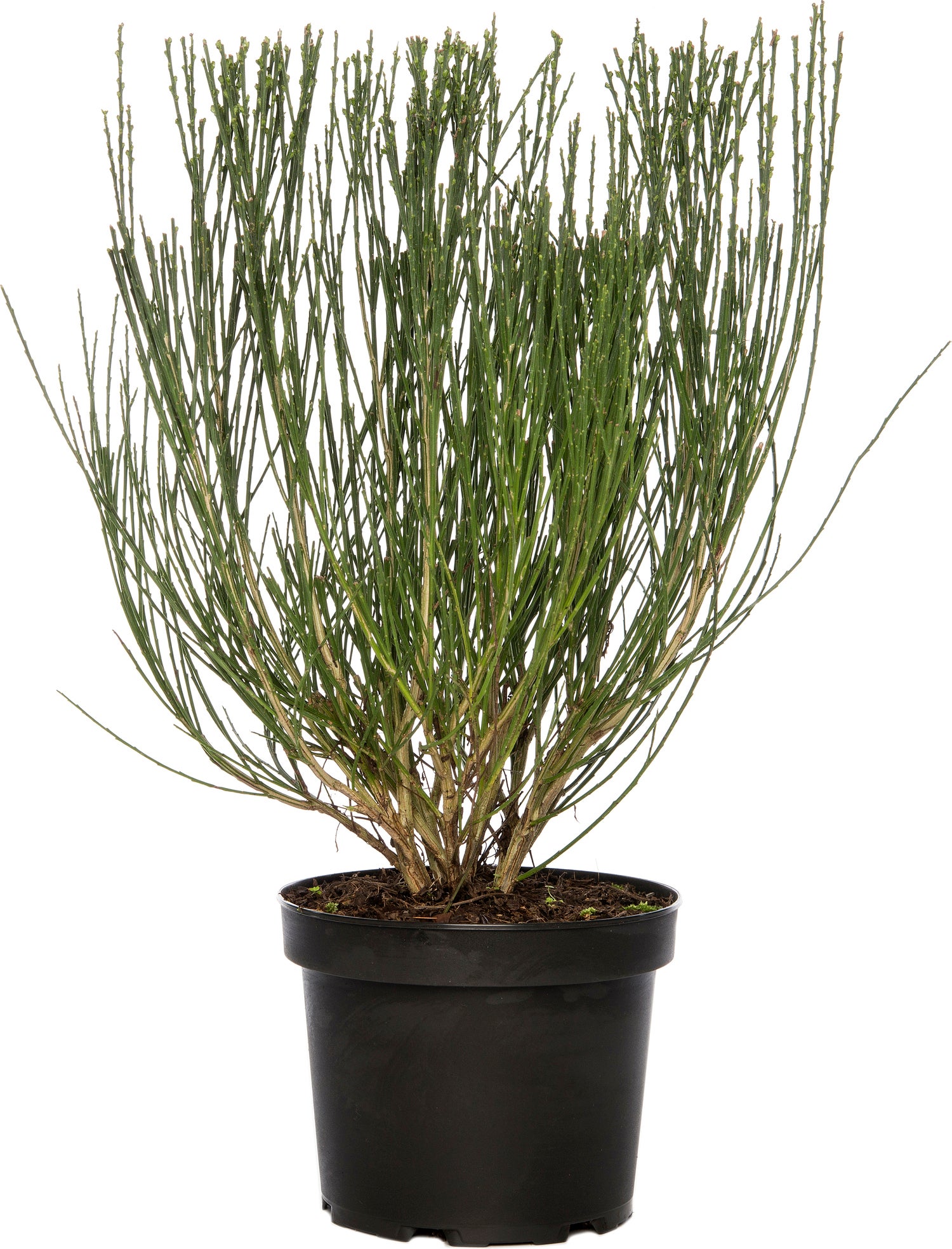 Brem (Cytisus 'Boskoop Ruby') D 21 H 40 cm