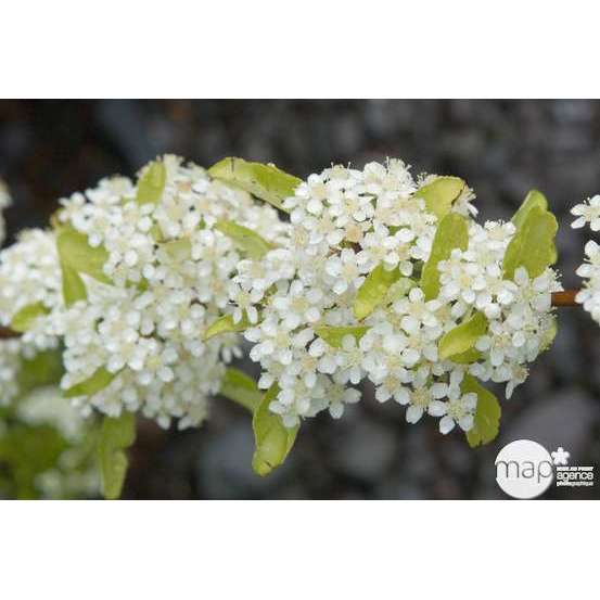 Pyracantha coccinea Saphyr Jaune® 'Cadaume' c.o.v.: H100/125cm ctr 7L