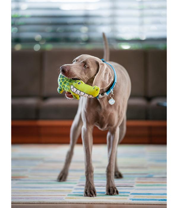 Red Dingo Hundespielzeug DURABLES Toys