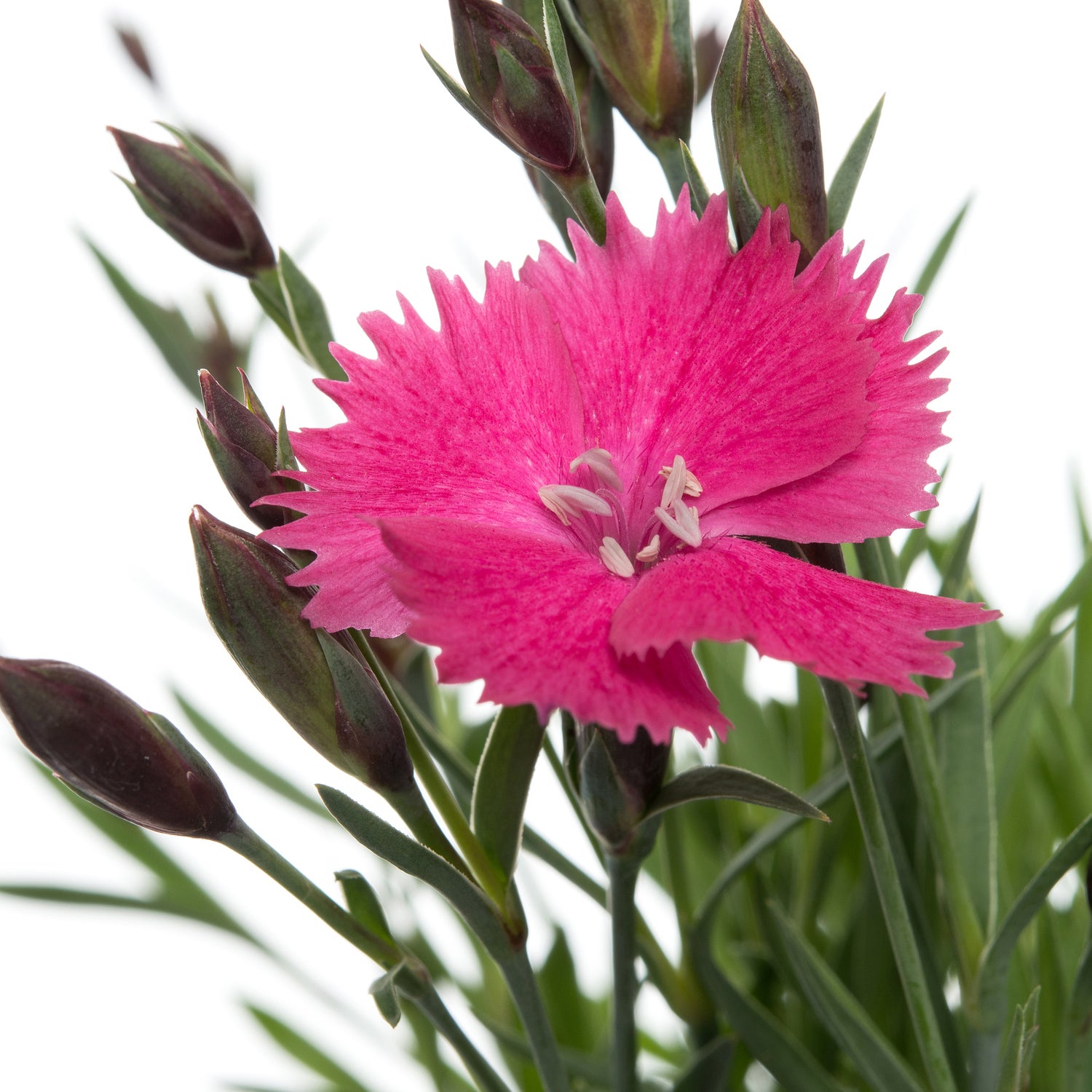 Rotsanjer (Dianthus gratianopolitanus 'Dianturi Twinkle') D 11 H 10 cm