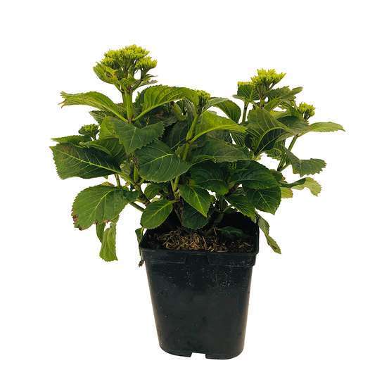 Hydrangea macrophylla Mademoiselle : C5L