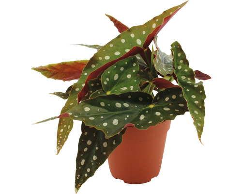 Bladbegonia, forelbegonia FloraSelf H ca. 20 cm Ø 12 cm pot