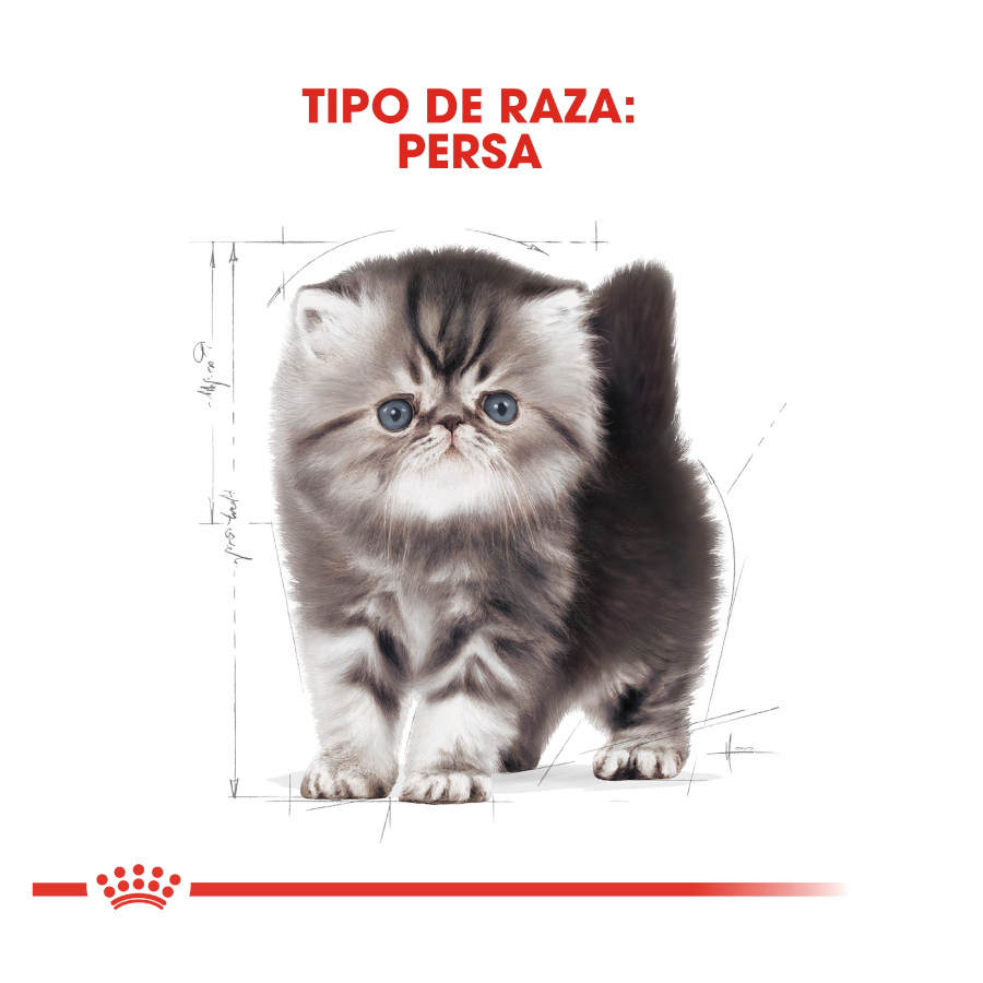 Ração para gatos Royal Canin Kitten Persia