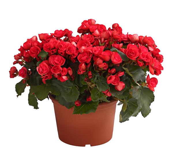 Elatior-Begonie - Begonia elatior, Busch,