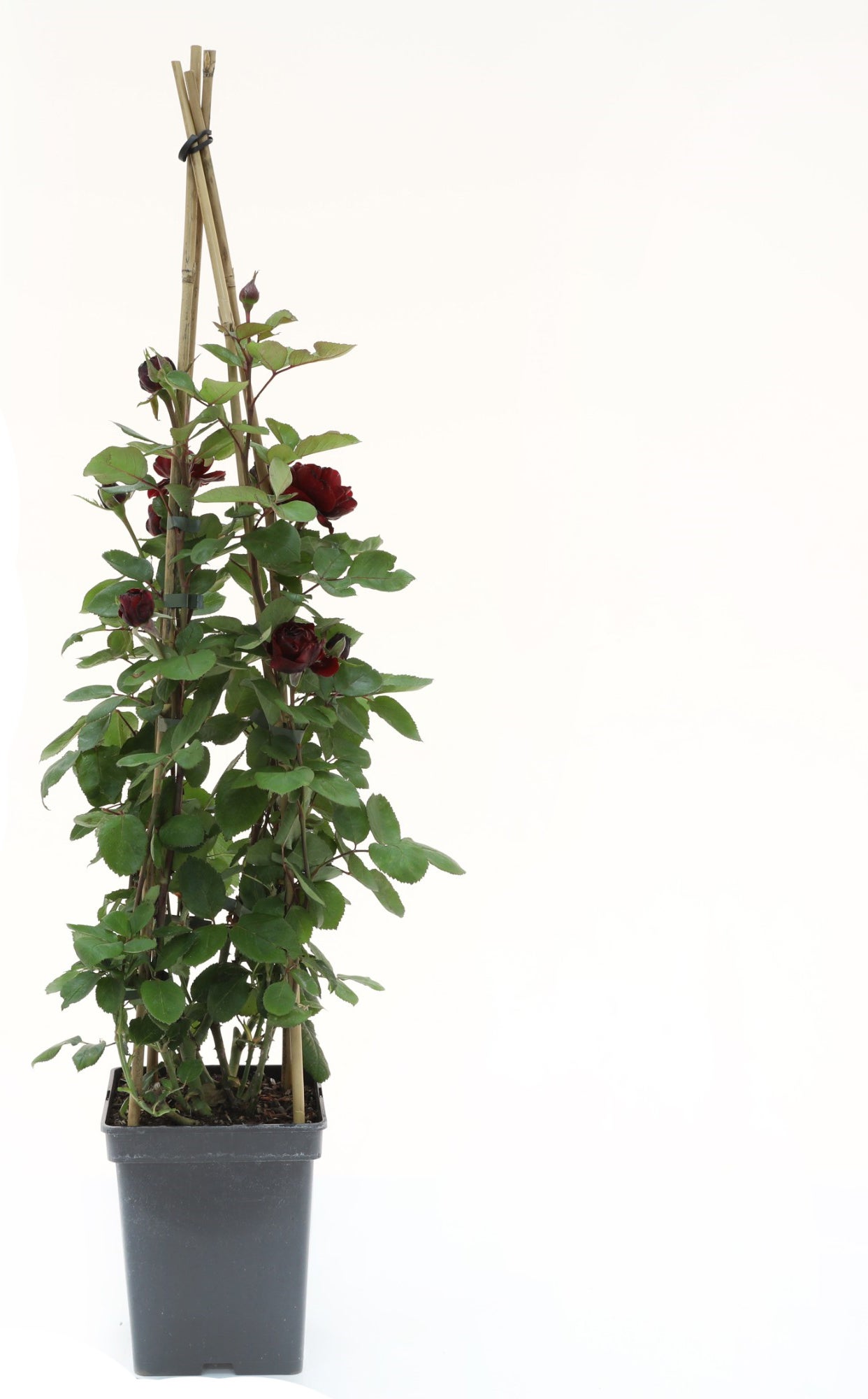 Klimroos (Rosa 'Nadia Renaissance') D 23 H 70 cm