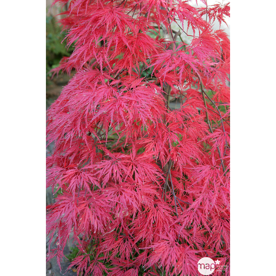 Acer palmatum dissectum : arbuste 1/2 tige