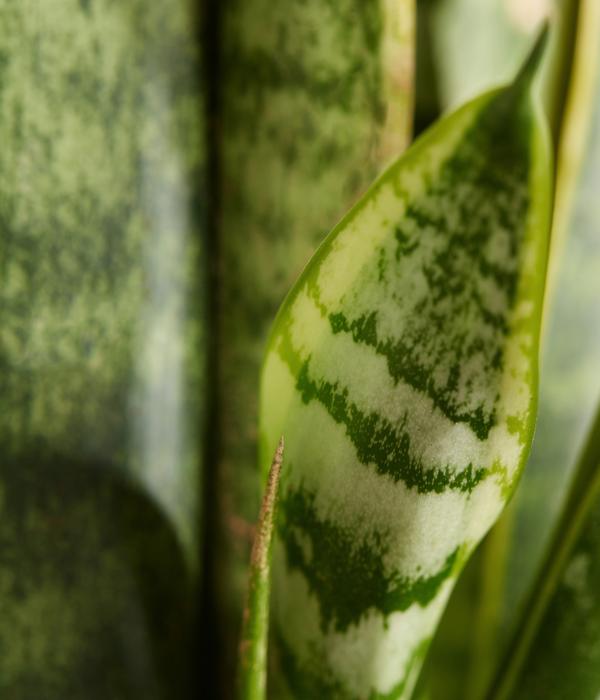 Bogenhanf - Sansevieria trifasciata var.