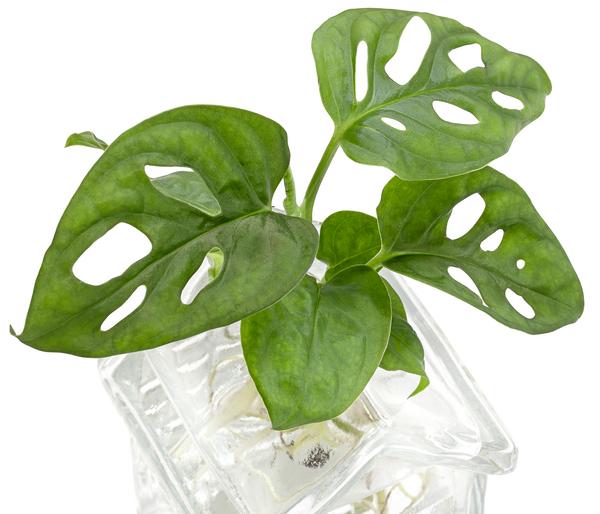 Waterplant Fensterblatt im Häuschen -