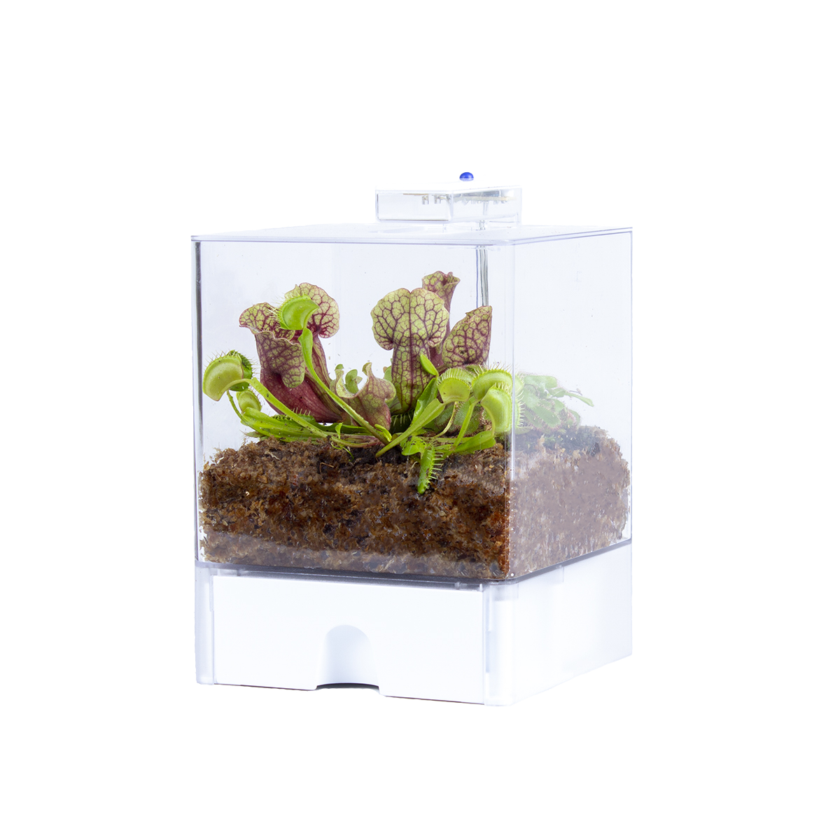 Plante terrarium bye bye fly - plantes carnivores - facile d'entretien – ⌀23 cm