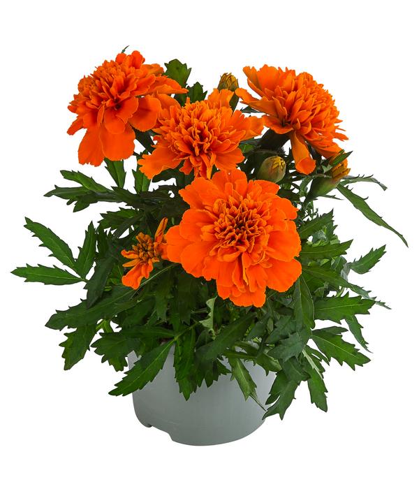 Studentenblume, verschiedene Farben