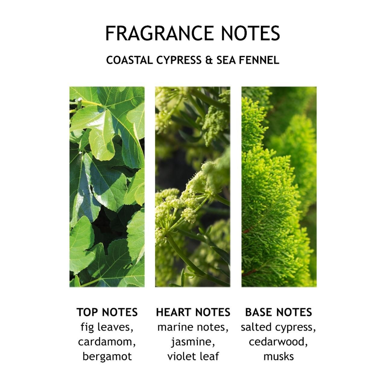 Molton Brown, Coastal Cypress & Sea Fennel Handlotion