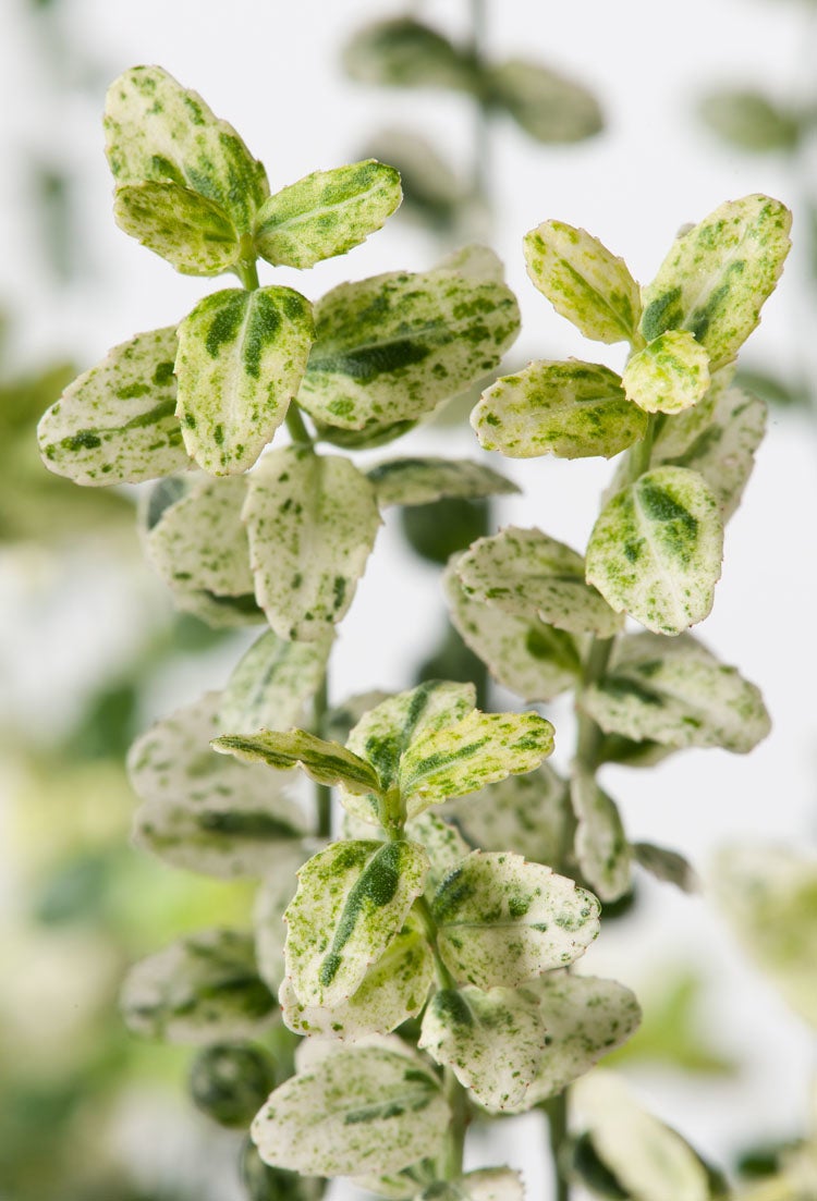 Kardinaalsmuts (Euonymus fortunei 'Silverstone') D 9 H 15 cm
