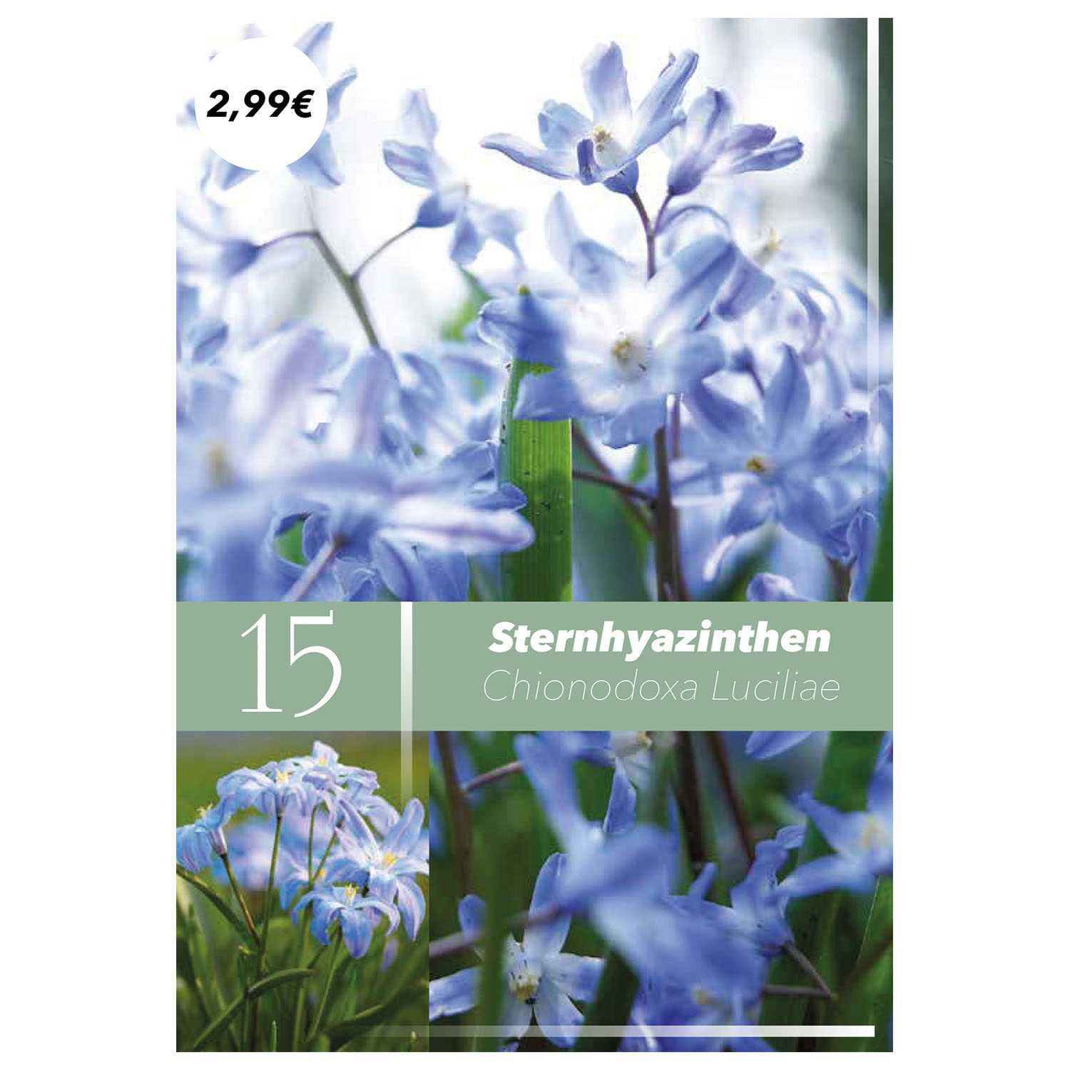 Blumenzwiebeln Frühlingsboten Herbst 9fach