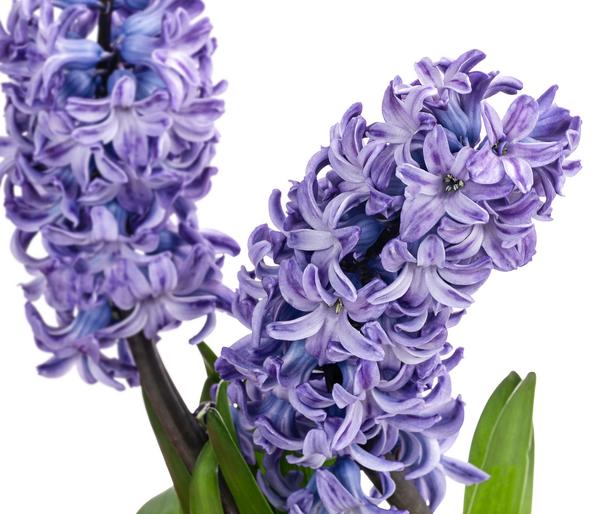 Hyazinthe im Pottburri®-Topf, verschiedene
