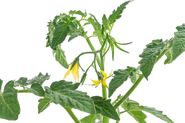 Datteltomate, rot