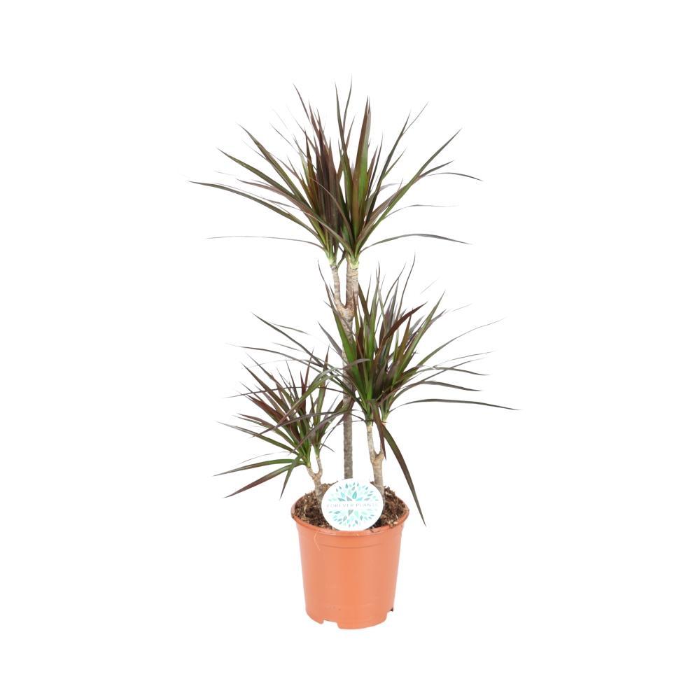 Plante d'intérieur - dracaena magenta 95.0cm