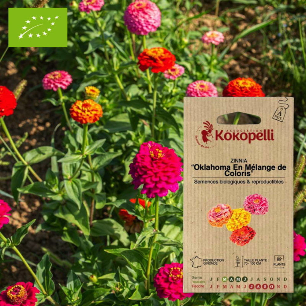 Sachet de graines bio à semerzinnia oklahoma en mélange de coloris