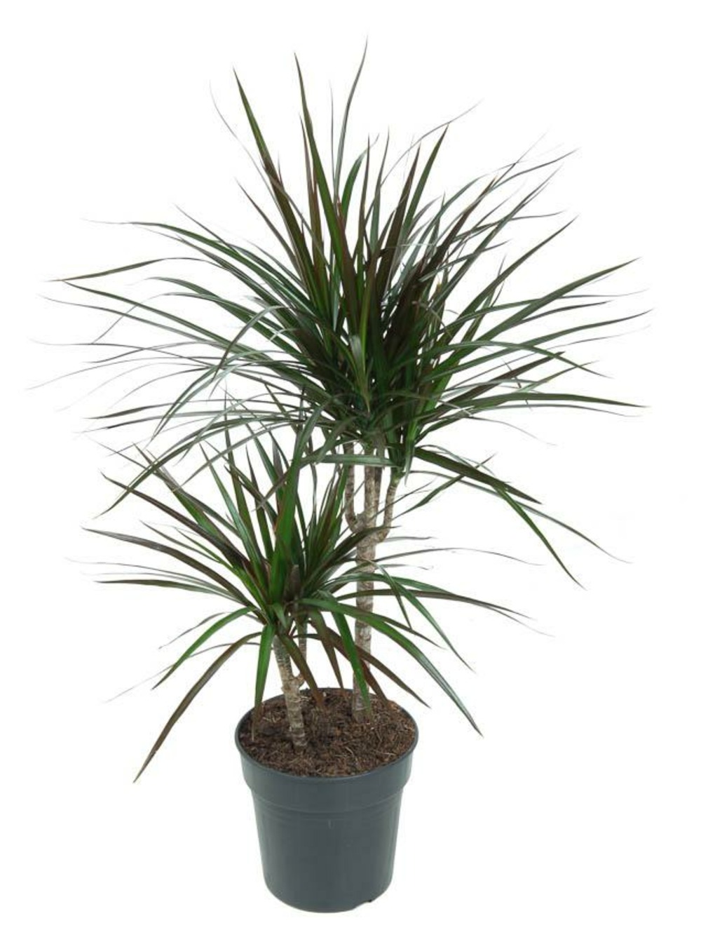 Plante d'intérieur - dracaena magenta 80.0cm