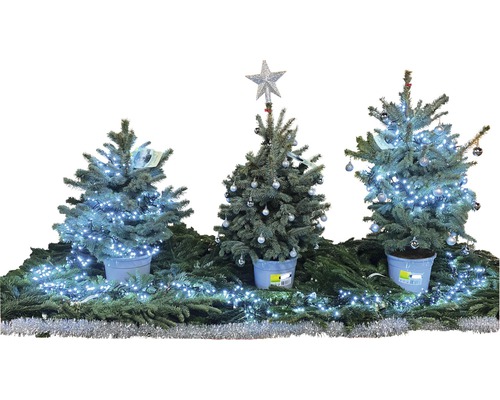 Blauwe spar, Blue Colorado Blauwe spar 'Baby Blue' FloraSelf H 100-120 cm Co 7,5 L Mini Kerstboom geschikt om te planten