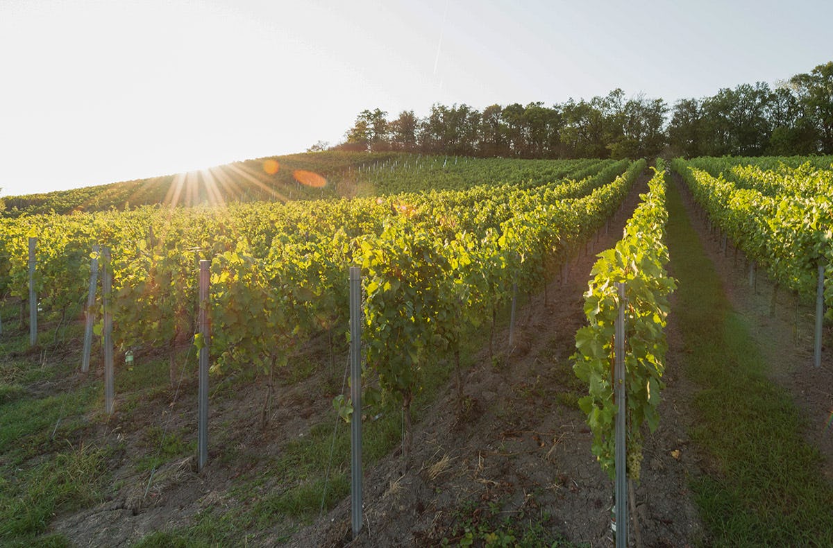 Weinbergwanderung Ulsenheim