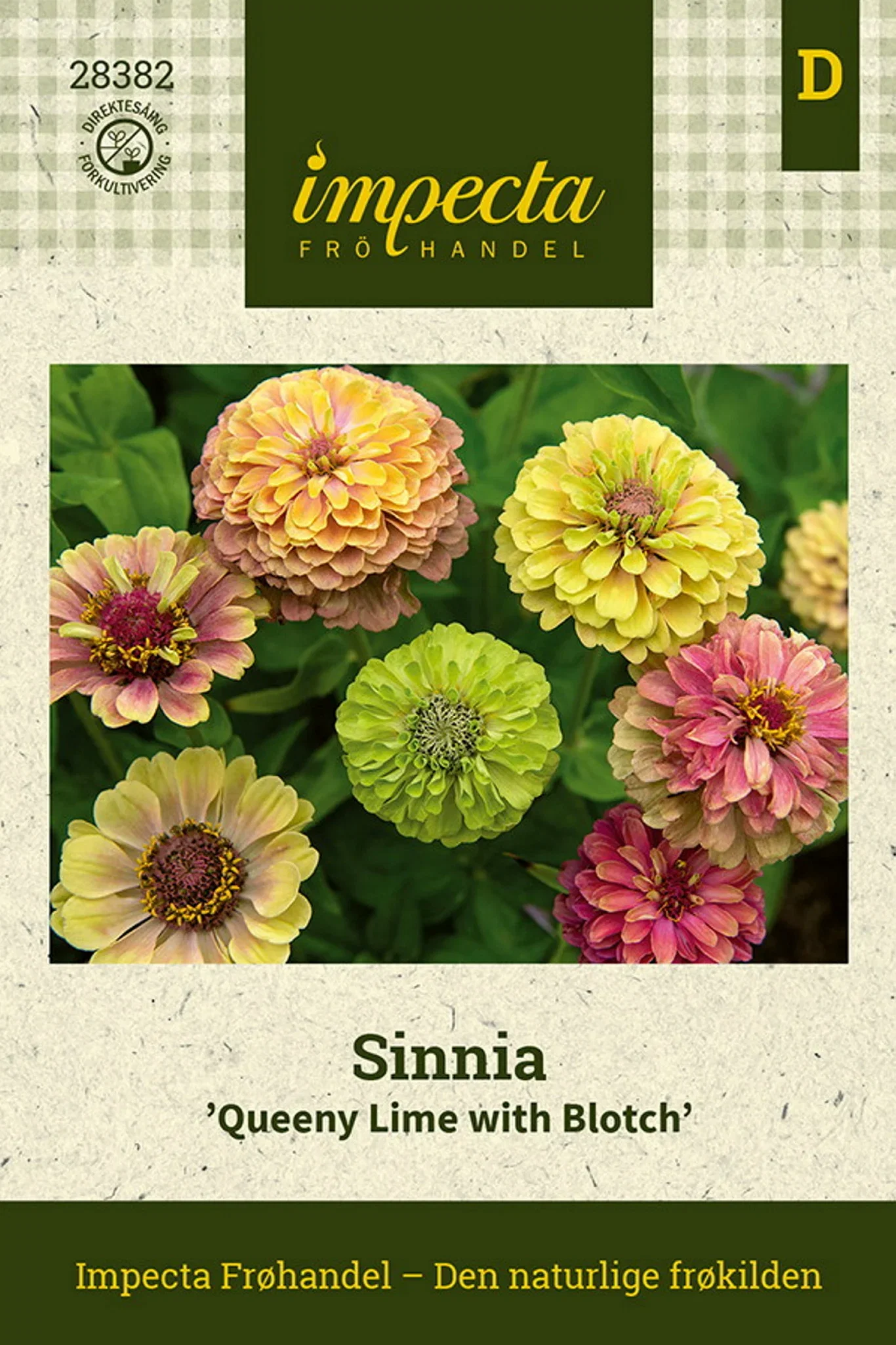 Zinnia elegans 'Queeny Lime with Blotch' Sinnia 'Queeny Lime with Blotch'
