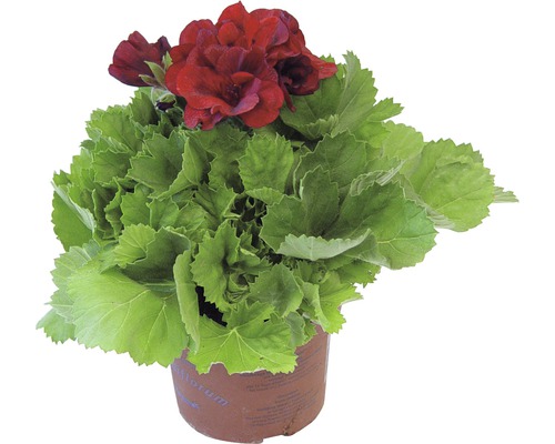 Edele geranium Pelargonium grandiflora Ø 12 cm pot