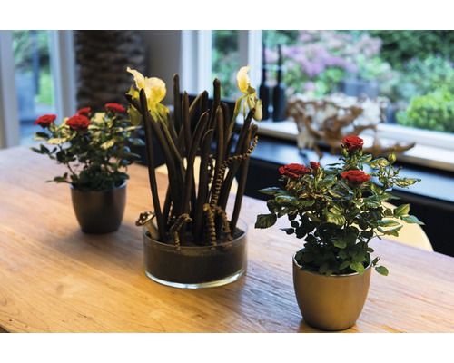 Kamerroos FloraSelf Rosa hybride 'Isabel' H 30-40 cm Ø 13 cm pot